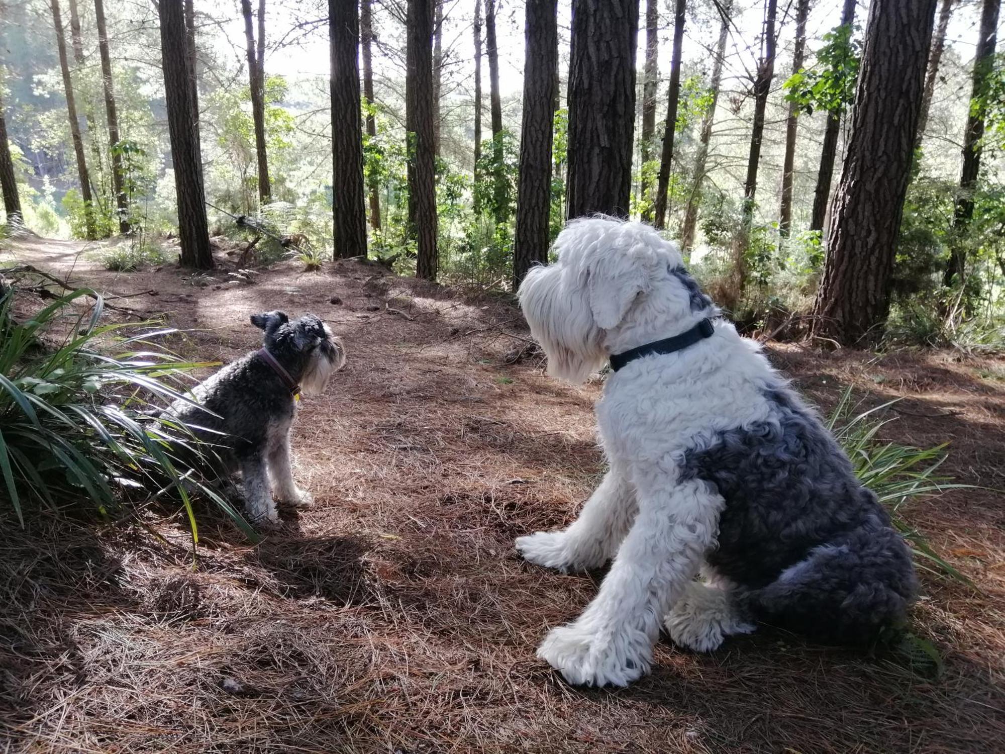 Beech Hill - Pet Friendly Holiday Home Tasman 外观 照片