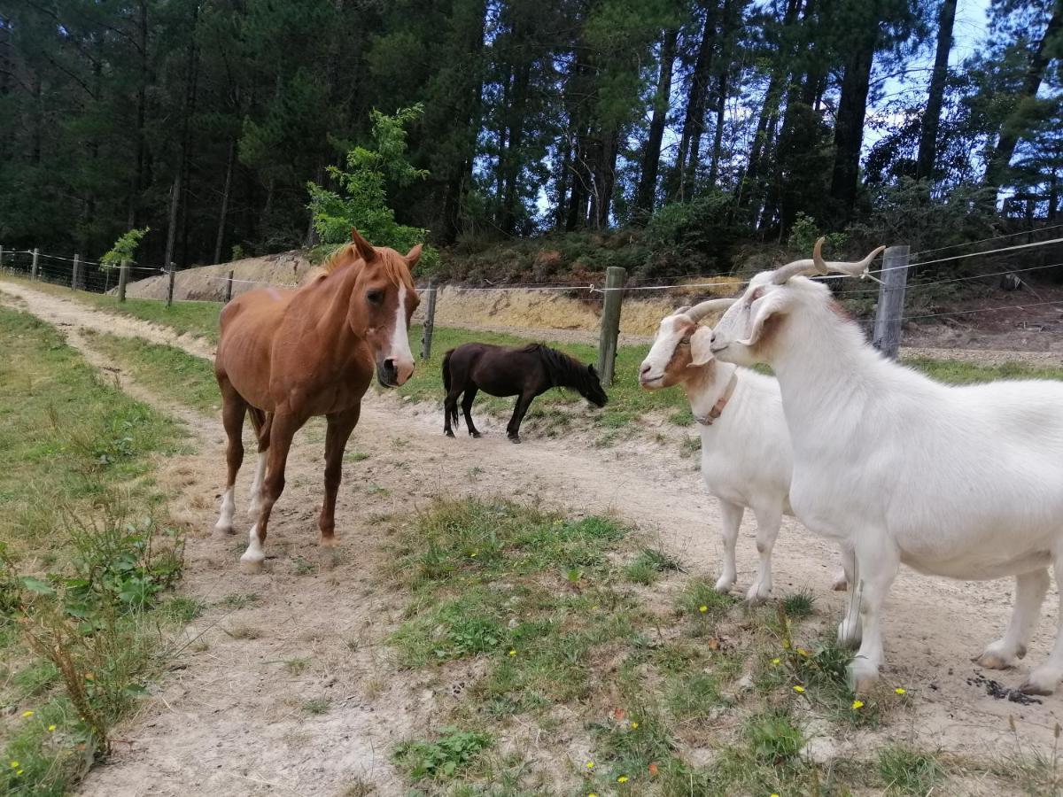 Beech Hill - Pet Friendly Holiday Home Tasman 外观 照片