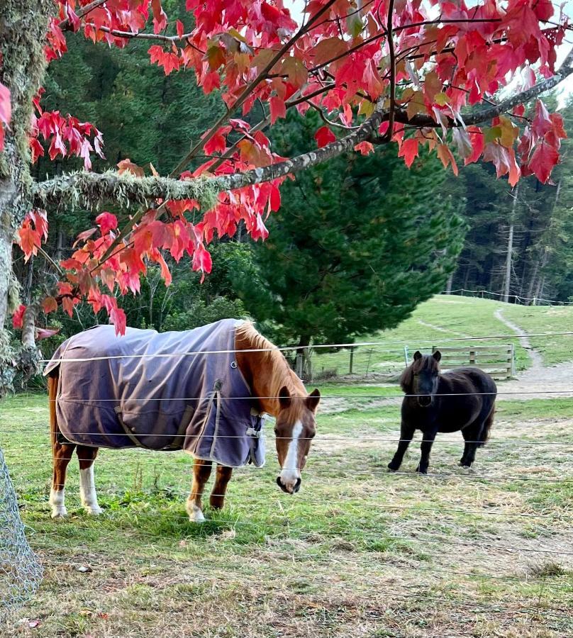 Beech Hill - Pet Friendly Holiday Home Tasman 外观 照片
