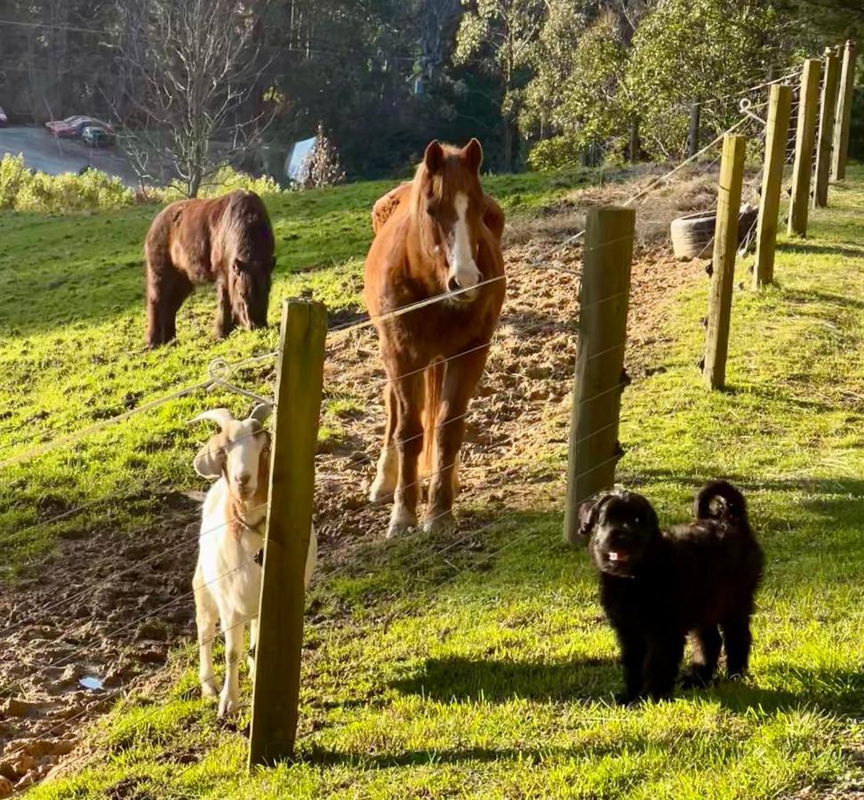 Beech Hill - Pet Friendly Holiday Home Tasman 外观 照片